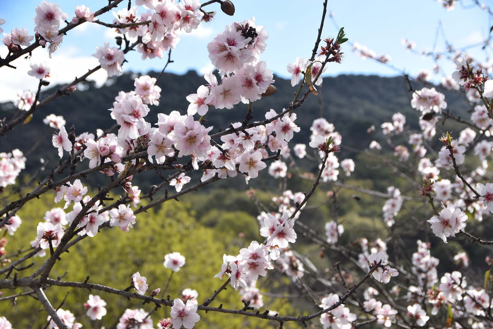 22-01-22 Almendros 02