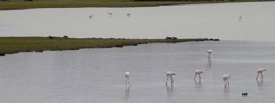 23-02-16 HU Donana 2